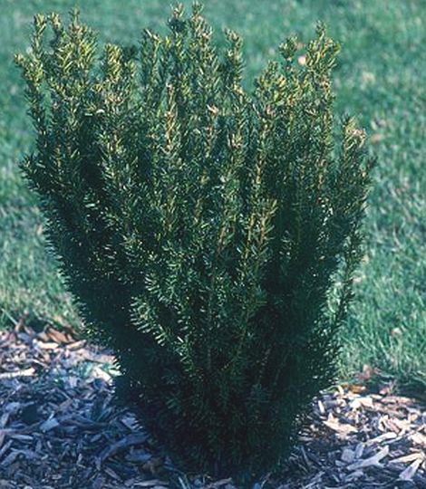Taxus bacatta
